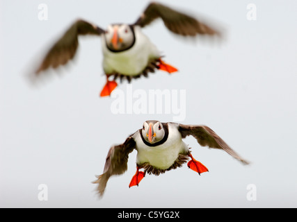 PUFFIN Fratercula arctica  A pair of adults take off simultaneously to go fishing. May.  Farne Islands, UK Stock Photo