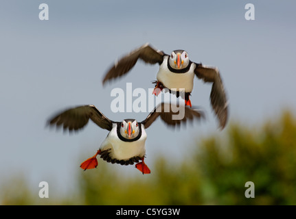 PUFFIN Fratercula arctica A pair of adults take off together to go fishing. May.  Farne Islands, UK Stock Photo