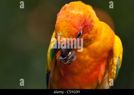 Sun conure parakeets photographed at the Jurong Birds Park in Singapore. Stock Photo