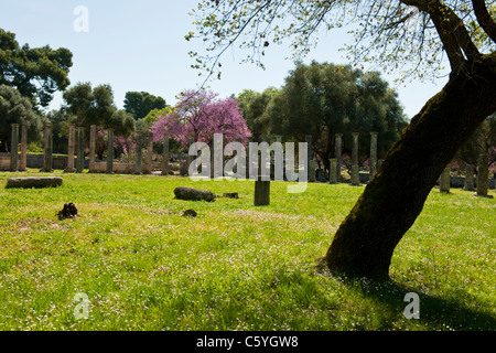 Ancient Olympia,home to Greece's Games 776 BC,Archaeological site & Museum,Gymnasium,Palaestra,Wrestling School,Katakolon,Greece Stock Photo