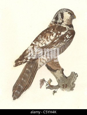 The Hawk Owl, Northern Hawk Owl (Surnia funerea, Surnia ulula) vintage bird lithograph - James De Kay, Zoology of New York, NY Fauna pt II, Birds Stock Photo