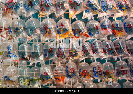 The Goldfish Market in Tung Choi Street, Kowloon, Hong Kong Stock Photo