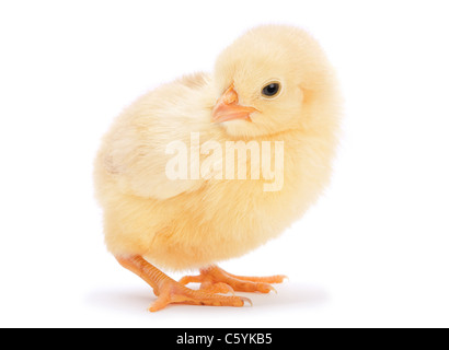 Smal chicken yellow isolated on white Stock Photo