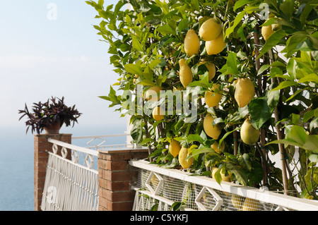 Lemon tree, Amalfi Coast, Italy Stock Photo