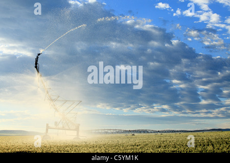 Center pivot sprinkler system. Stock Photo