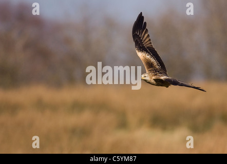 RED KITE Milvus milvus  An adult flying low over some fields Mid Wales, UK Stock Photo