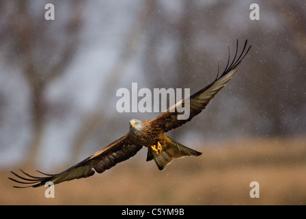 RED KITE Milvus milvus  An adult flying through falling snow Mid Wales, UK Stock Photo