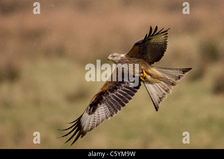 RED KITE Milvus milvus  An adult flying through falling snow Mid Wales, UK Stock Photo