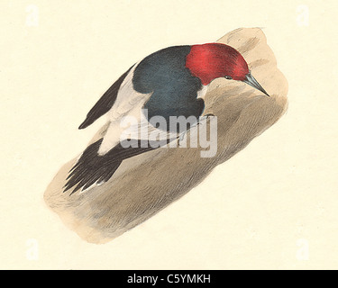 The Red-headed Woodpecker (Picus erythrocephalus, Melanerpes erythrocephalus) vintage bird lithograph - James De Kay, Zoology of New York, Birds Stock Photo