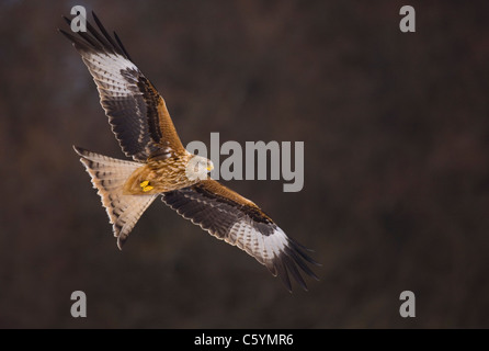 RED KITE Milvus milvus  An adult in flight, lit by reflected light bouncing up from snow lying on the ground.  Mid Wales, UK Stock Photo