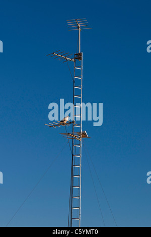 Bird sitting on radio antenna on hill near the Dish, in Stanford Foothills, Stanford, California, United States of America. Stock Photo