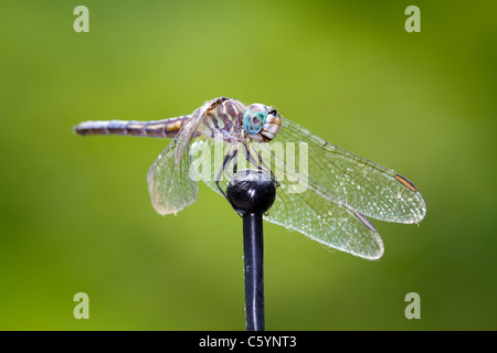 dragonfly resting on car antenna Stock Photo