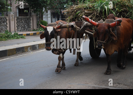 bullock cart on road Stock Photo