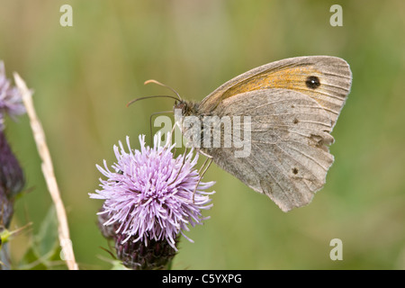 Male Meadow Brown, Maniola jurtina, butterfly feeding on a thistle flower. Stock Photo