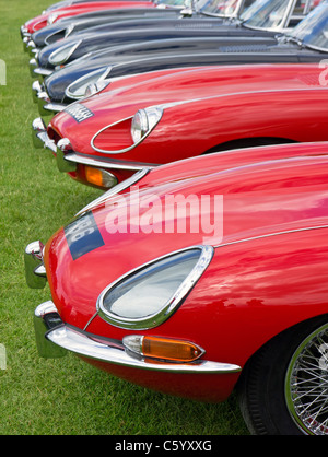 E-Type Jaguars Cars on display at a 50th nniversary rally. Stock Photo