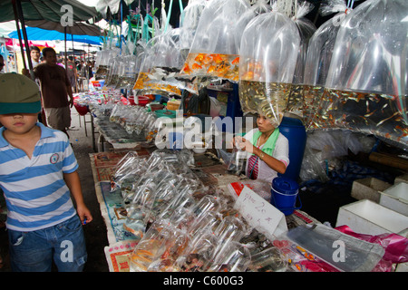 living fish in plastic bags at Chatuchak market stall in Bangkok, Thailand Stock Photo
