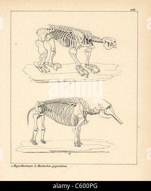 Skeleton of the Megatherium and Mastodon giganteus Stock Photo