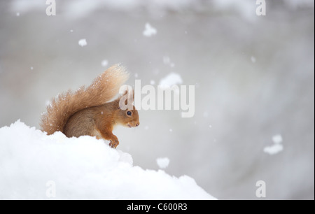 Red squirrel Sciurus vulgaris  An adult in profile among wind blown snow  Cairngorms National Park, Scotland, UK Stock Photo