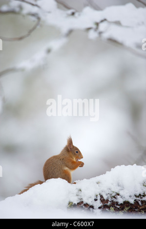 Red squirrel Sciurus vulgaris  An adult in profile feeding in a wintry woodland scene Cairngorms National Park, Scotland, UK Stock Photo