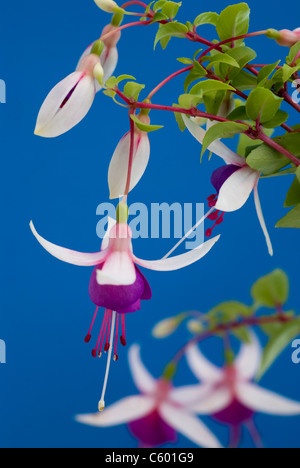 La Campanella trailing fuchsia against a blue background Stock Photo