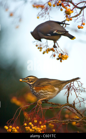 REDWING Turdus iliacus  An adult feeding in a yellow variety of rowan tree whilst a waxwing feeds behind. Nottinghamshire, UK Stock Photo