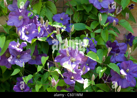 Clematis 'Perrin's Pride', a superb blue climbing plant for walls etc... Stock Photo