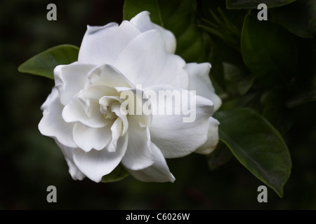 Close-up of a gardenia bloom, Gardenia jasminoides. Stock Photo