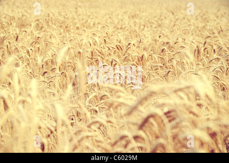 Ripe wheat field Stock Photo
