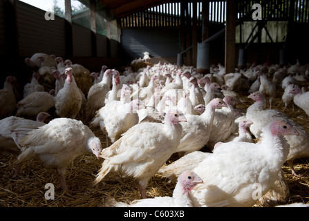 Barn reared young Turkeys on a farm in Warwickshire, England, UK Stock Photo