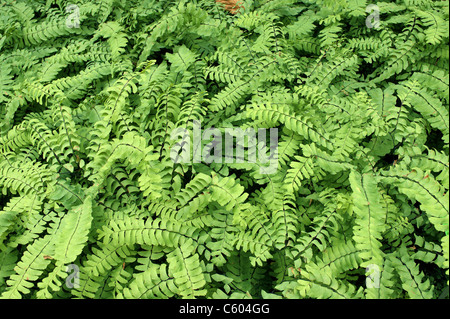 Northern maidenhair fern green leaves Adiantum pedatum Stock Photo