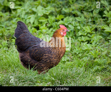 Fine free range chicken hen in farmyard vegetation Stock Photo