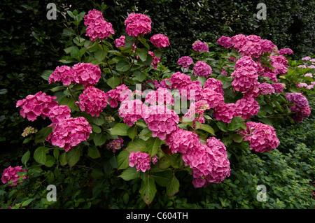 Hydrangeas in a country garden border Stock Photo