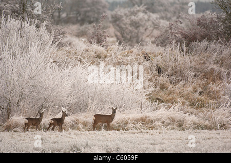 Roe deer Capreolus capreolus  An adult female and her two calves in a wintry, frost covered scene. Scotland, UK Stock Photo