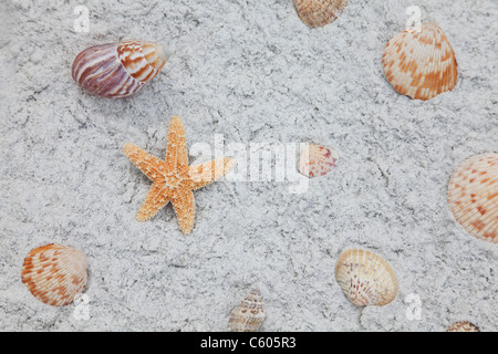 USA, Florida, St. Pete Beach, Starfish and seashells on sand Stock Photo