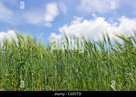 green rye under cloudy sky Stock Photo