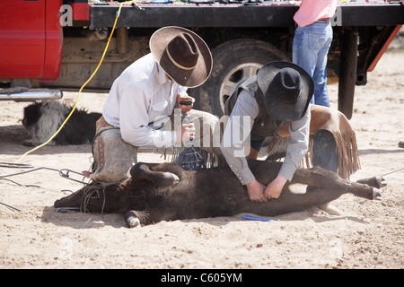 Calf Branding Stock Photo