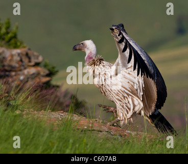 cape vulture Stock Photo