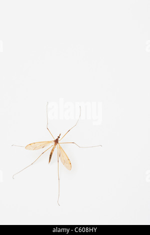 USA, Illinois, Metamora, crane fly on white background Stock Photo