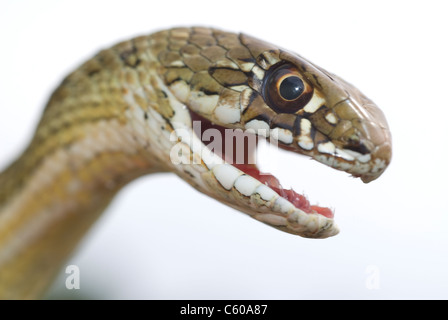 Montpelier Snake (Malpolon monspessulanum) Stock Photo