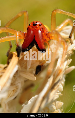 Yellow Sac Spider (Cheiracanthium punctorium) Stock Photo