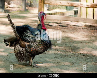 Adult male domestic turkey Stock Photo