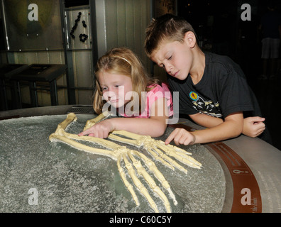 Children at a science museum evolution exhibit look at arm skeletons of a human and a chimpanzee Stock Photo