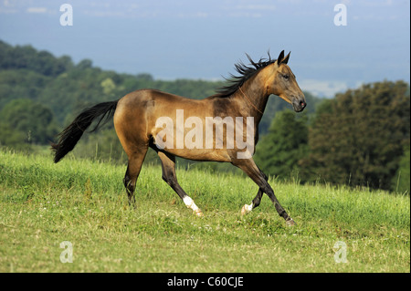 Akhal-Teke (Equus ferus caballus). Dun horse in a gallop on a meadow. Stock Photo