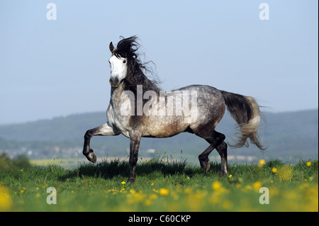 Andalusian Horse (Equus ferus caballus). Dapple-gray stallion in a trot on a meadow. Stock Photo