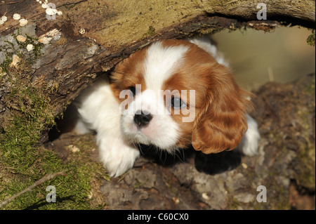 Cavalier King Charles Spaniel (Canis lupus familiaris), puppy looking out from between rotting branches. Stock Photo