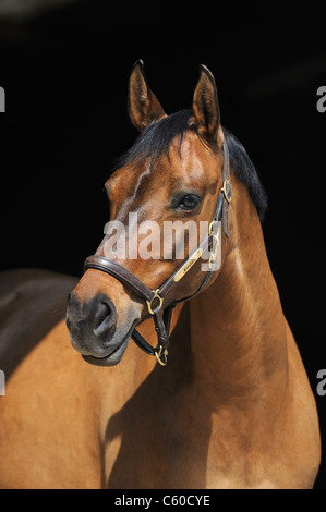 German Riding Pony (Equus ferus caballus). Portrait of a dun mare with halter. Stock Photo
