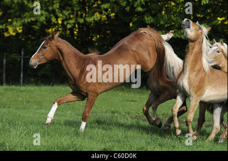 German Riding Pony (Equus ferus caballus). Colt kicking out backwards at young Haflinger Horses. Stock Photo