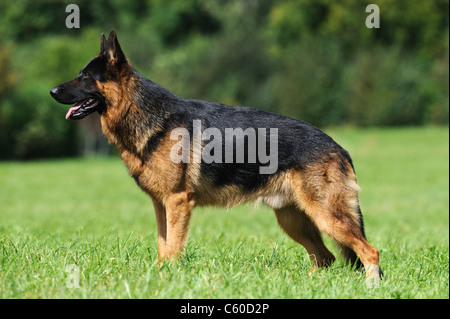 German Shepherd Dog, Alsatian (Canis lupus familiaris). Black-and-tan short-haired male standing on a meadow. Stock Photo