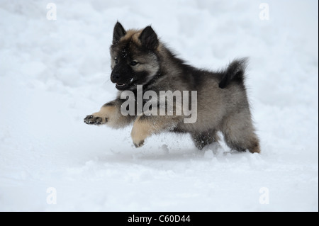 Eurasier, Eurasian (Canis lupus familiaris), puppy running on snow.