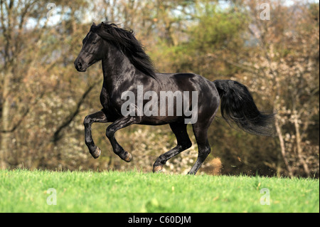 Morgan Horse (Equus ferus caballus). Black stallion in a gallop on a meadow. Stock Photo